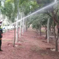 سم پاشی درختان میوه و گل