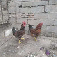 ۱۲۰۰۰۰۰|حیوانات مزرعه|ماهان, |دیوار