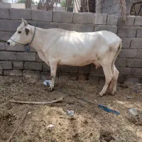 دوراس گاو دوماه ابستن