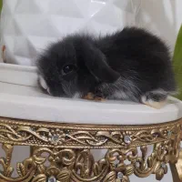 بچه خرگوش لپ پشمالو