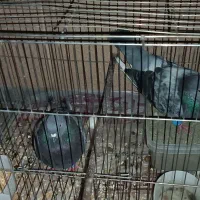کبوتر نر و ماده قشنگ