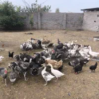 غاز محلی