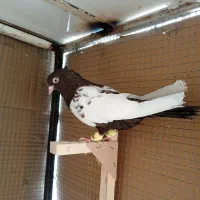 کبوترسینه قهوی ماده