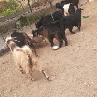 بزغاله نر برای قربانی ونظری