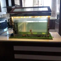اکواریوم
