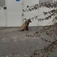 واگذاری سگ گ م ش ده