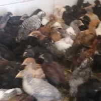 مرکز پخش جوجه مرغ بومی نژاد تخمگذار بلک استار