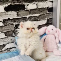 بچه گربه پرشین سوپرفلت سفید