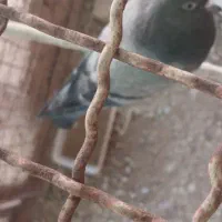 کبوتر|پرنده|میبد, |دیوار