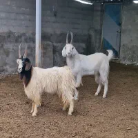 دو راس بز نر چاتمه جلوکش شیشک