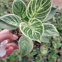 گل و گیاه اپارتمانی