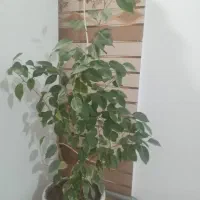 گل با گلدان
