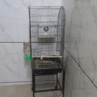 عروس هلندی
