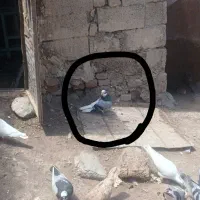 کفتر شازده