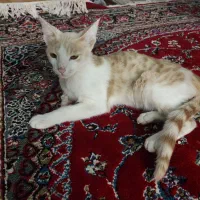 واگذاری بچه گربه ۶ ماهه