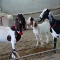 کولار زاییده