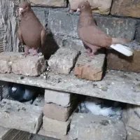 کفتر زرد دم سفید