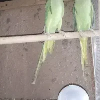 طوطی ملنگو نروماده