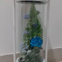 گل نو