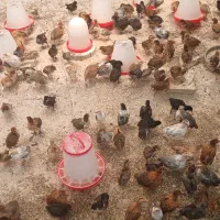 جوجه ۳۵روزه گلپایگان