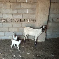 کهره