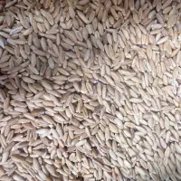 گندم پرنده