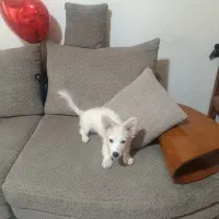 واگذاری سگ اشپیتز ۷ ماهه کاملا  رایگان