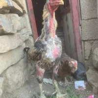 فروش خروس مرغ جوجه لاری کردی