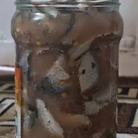 سور|ماهی|بندر کنگان, |دیوار