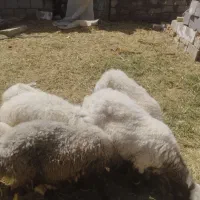 میش وبره
