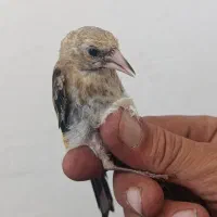 پرنده