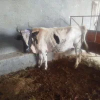 ماده گاو اوس