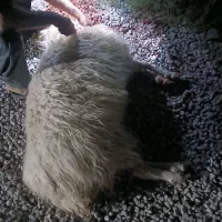 ۴۰رائس بره نروماده