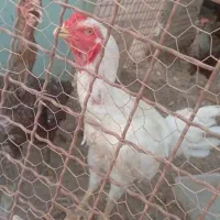 فروش مرغ و خروس سفیدلاری