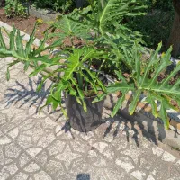 برگ انجیری فر