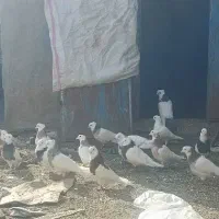 فروش کبوتر و عروس هلندی نر وماده جفتی قیمت توافقی