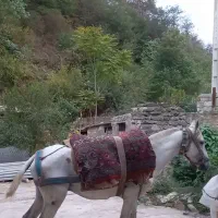 اسب نریان سرحال