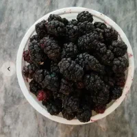 شاتوت خونگی