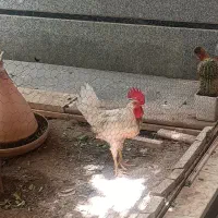خروس جوان