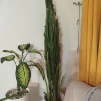 کاکتوس آفریقایی
