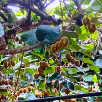 خریدار کیوی به صورت نقدی