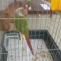 گرینچیک جفت مولد معاوضه با شاه طوطی