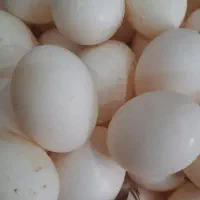 تخم کبوتر