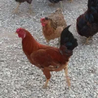 خروس محلی|حیوانات مزرعه|گتوند, |دیوار