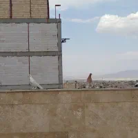 کفتر|پرنده|مشهد, ادیب نیشابوری (شهرک غرب)|دیوار