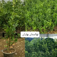 شمشاد سبز طلایی