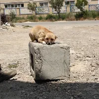 سگ نژادی