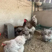ست مولد برهما بلو اصیل و با کیفیت