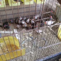 فنچ با وسایل کامل