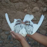 کبوتر